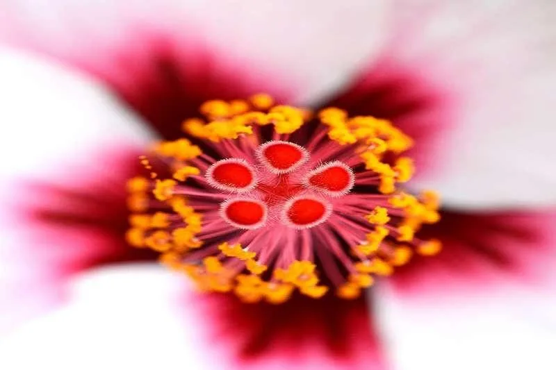 Anitta Sol De Janeiro Type Fragrance Oil [[product_type]] 0