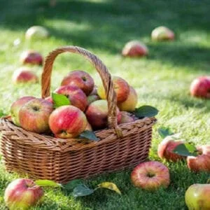 Apple Harvest CS TYPE Fragrance Oil [[product_type]] 0