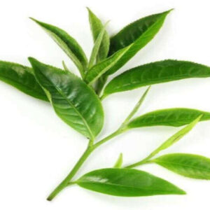Camellia Green Tea Oil Organic Gallon [[product_type]] 135.9