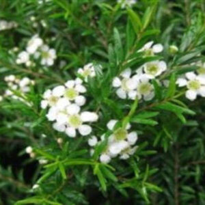 Camphor White Essential Oil [[product_type]] 0
