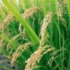 Hydrolyzed Rice Protein [[product_type]] 0