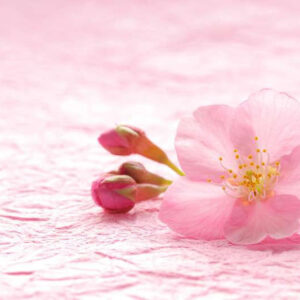 Japanese Cherry Blossom BBW Type Fragrance Oil [[product_type]] 0