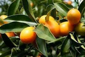 Kumquat Fragrance Oil [[product_type]] 0