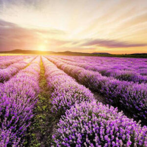 Lavender Fields Fragrance Oil [[product_type]] 0