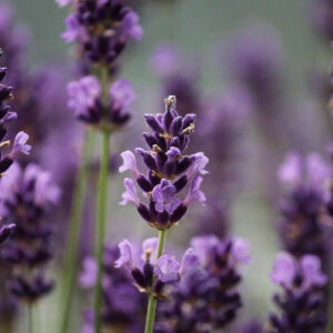 Lavender Fragrance Oil [[product_type]] 0