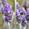 Lavender Hydrosol Floral Water [[product_type]]