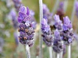 Lavender Hydrosol Floral Water [[product_type]]