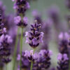 Lavender Lip Balm Flavoring Unsweetened [[product_type]] 0