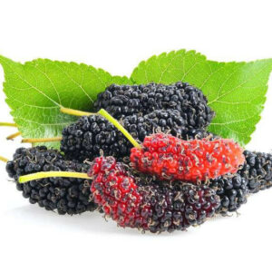 Mulberry Fragrance Oil [[product_type]] 0