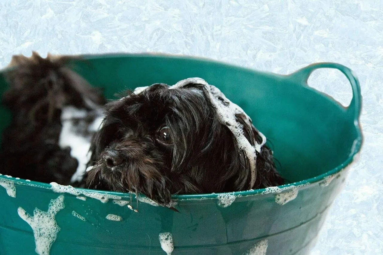 Pet Shampoo Base [[product_type]] 4.37