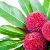Bayberry fruit and leaves