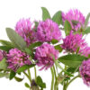 Red Clover Herbs