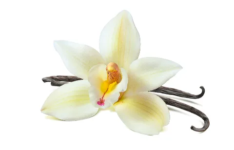 Vanilla Neutralizer Stabilizer