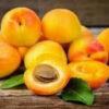 Apricot fruit and Kernel for oil