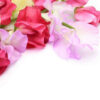Sweet Pea BBW Type Fragrance Oil [[product_type]] 0