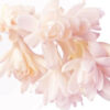 Tuberose Angelica Jo Malone Type Fragrance Oil [[product_type]] 0