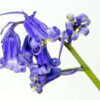 Wild Bluebell Jo Malone Type Fragrance Oil [[product_type]] 0